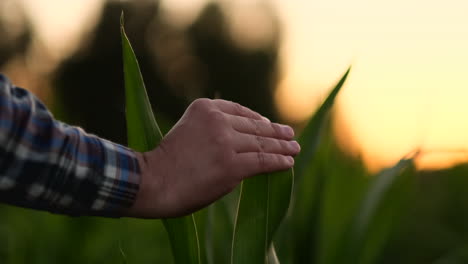 Landwirt-Untersucht-Maispflanzen-Im-Sonnenuntergang.-Nahaufnahme-Einer-Hand,-Die-Ein-Maisblatt-Auf-Dem-Feld-Berührt.